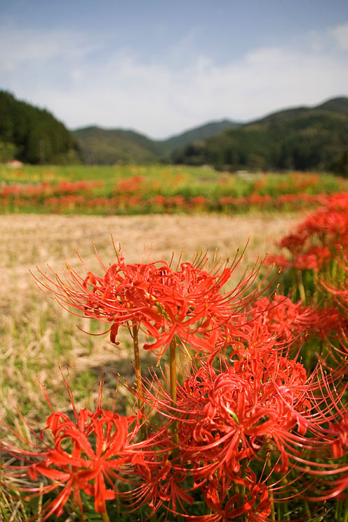 彼岸花