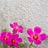 ピンクの花